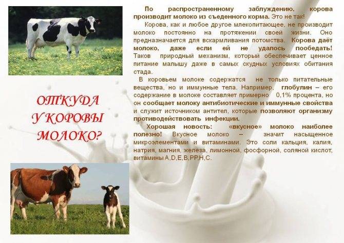 Как увеличить надои молока у коровы в домашних условиях: способы повышения