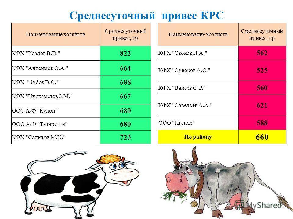 Определение массы крупного рогатого скота - сколько весит корова 2021