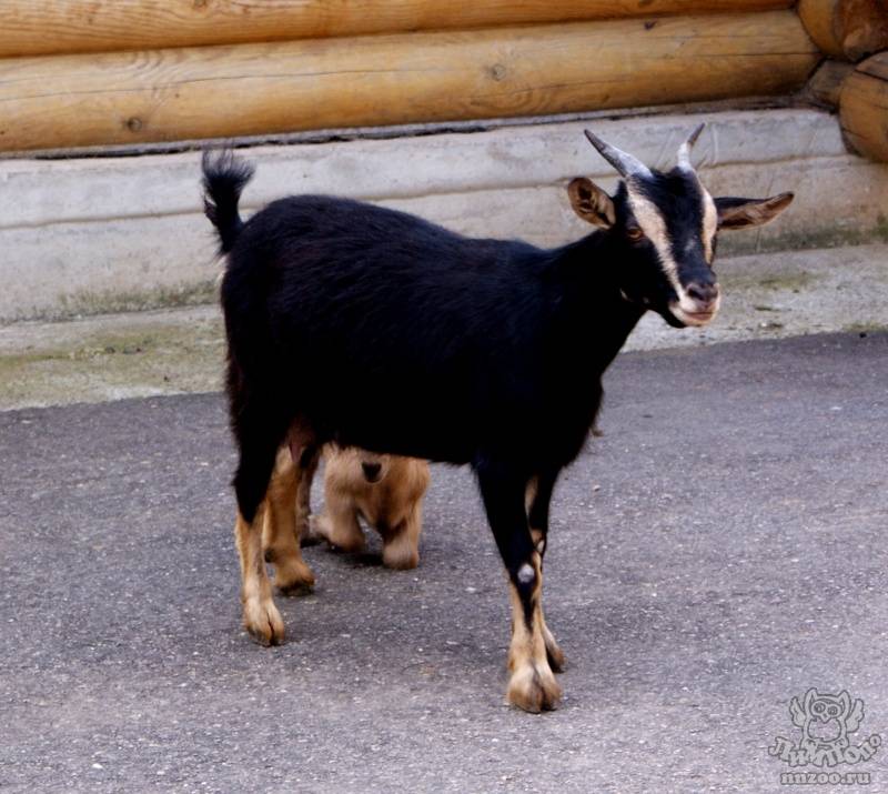 Карликовая коза: описание породы, правила кормления, особенности содержания
