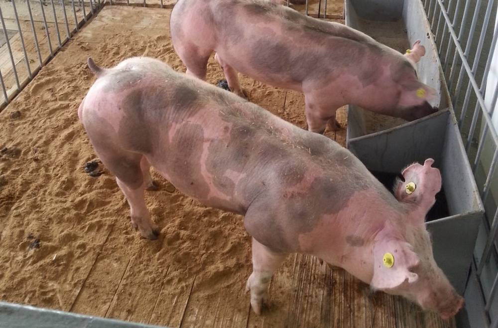 Пьетрен — свиноводство -> породы свиней