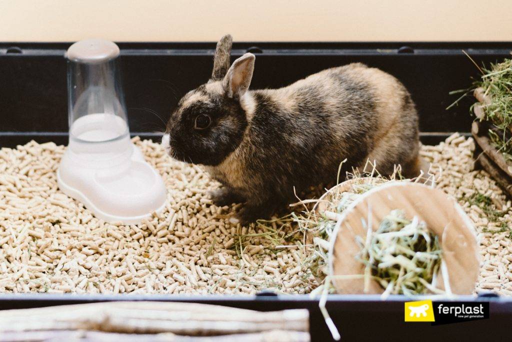 Что делать, если кролик не ест и не пьет: первая помощь животному