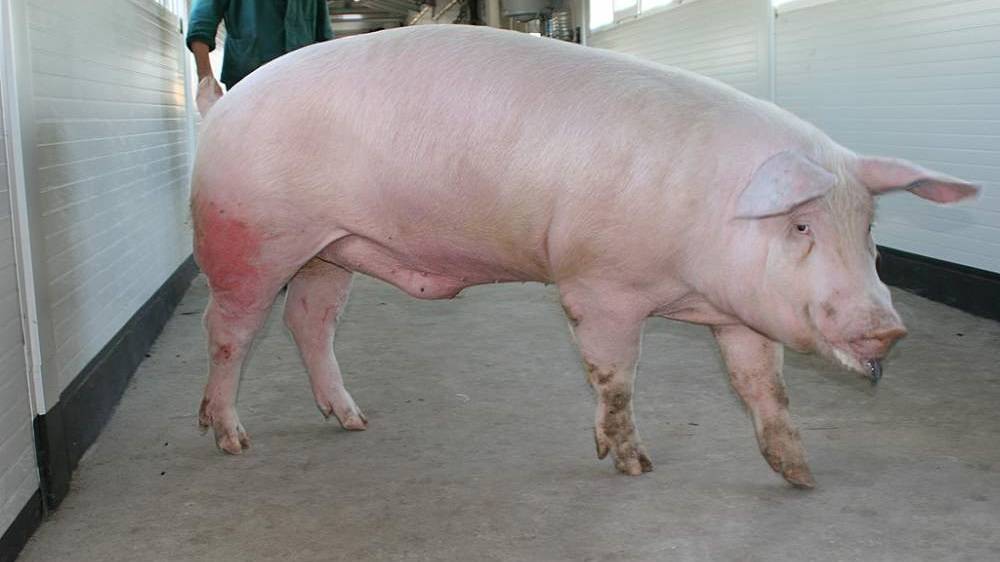 Порода поросят ландрас: описание и характеристика свиней, особенности кормления, ухода и разведения