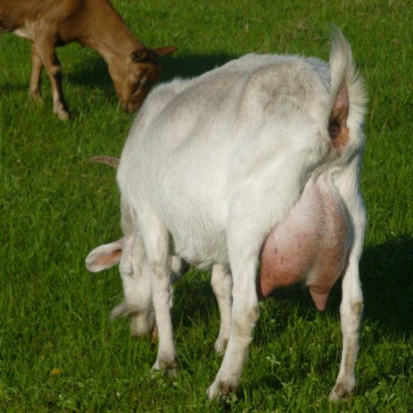 Высокоудойные породы коз молочного направления без запаха