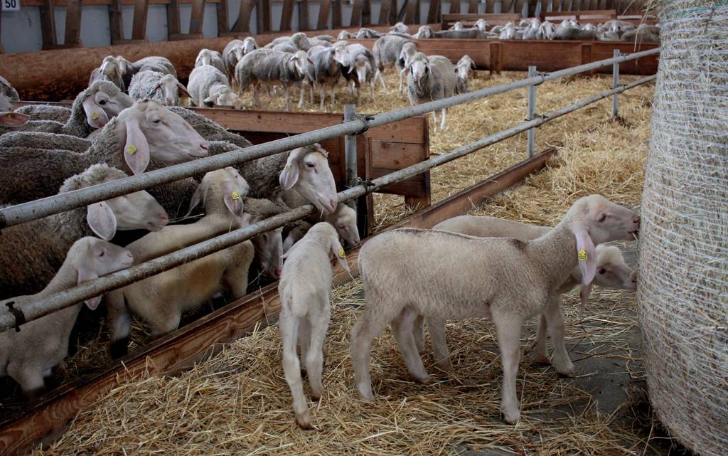 Разведение овец в домашних условиях | cельхозпортал