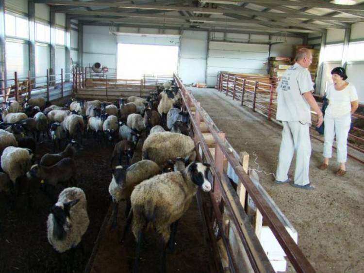 Разведение овец: 7 преимуществ бизнеса