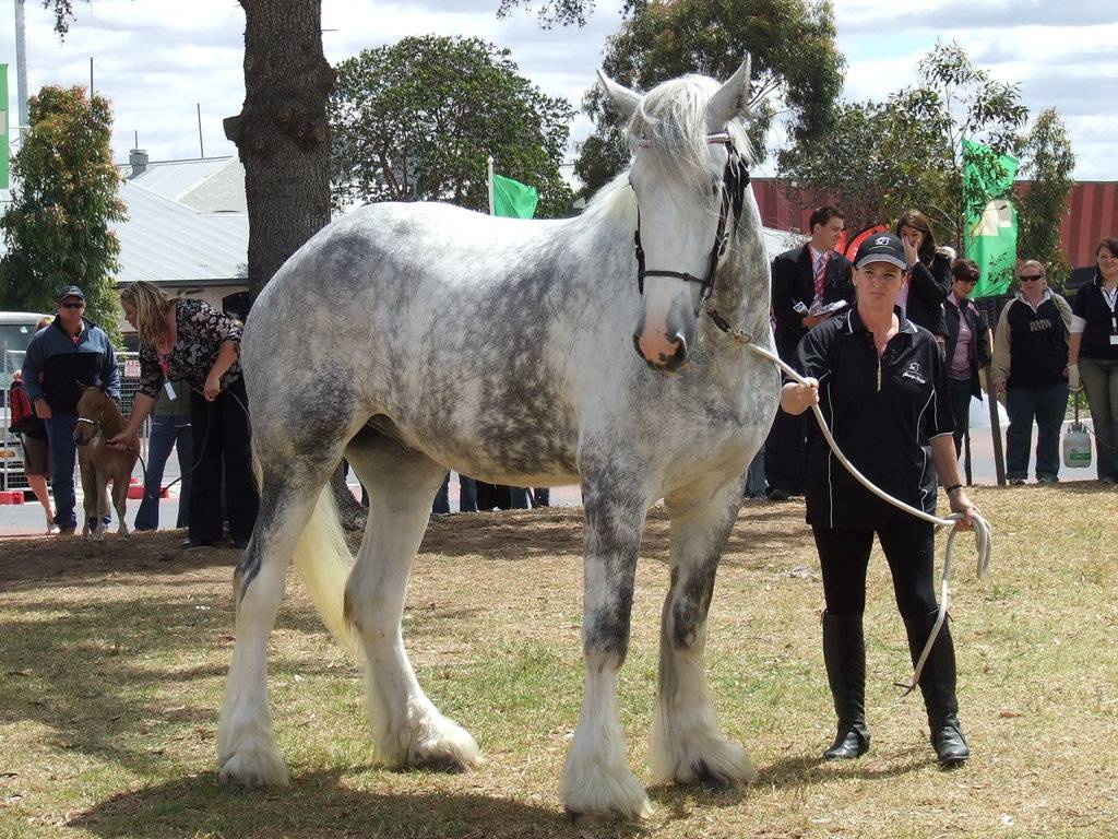 ᐉ большие лошади: самые крупные породы в мире, лошади-рекордсмены - zooon.ru