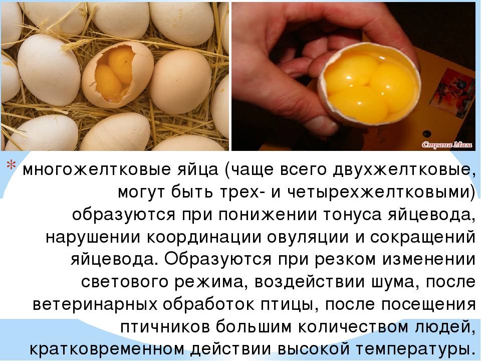 Яйцо с двумя желтками: есть или не есть 