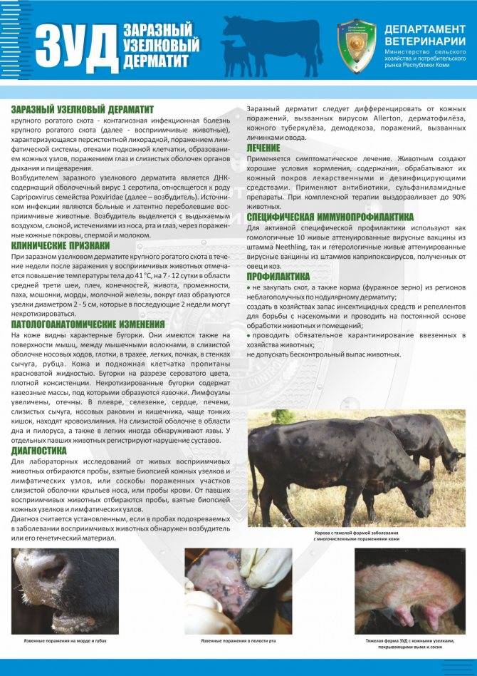 Нодулярный дерматит крупного рогатого скота: симптомы и лечение