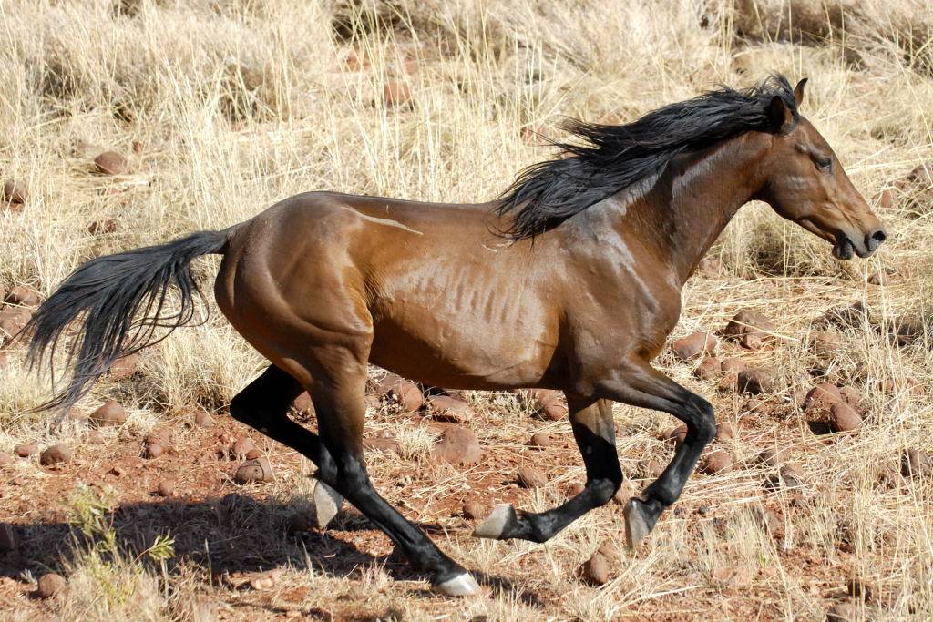 Дикие лошади мустанги: описание и фото