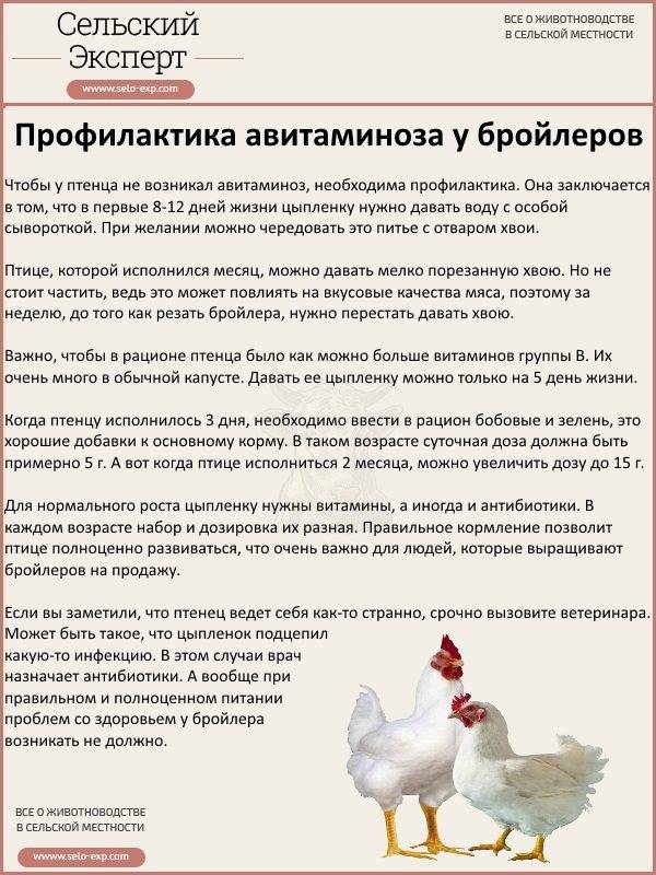 Возникновение проблем с конечностями у кур | fermers.ru