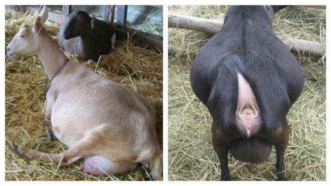 Как определить беременность козы?