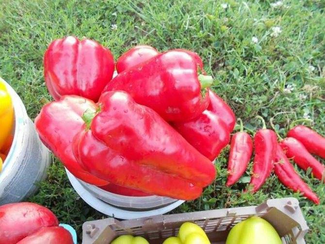 Перец богатырь - характеристика и описание сладкого сорта, особенности выращивания рассады с отзывами