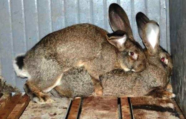 Крольчиха не подпускает крола — причины и решения
