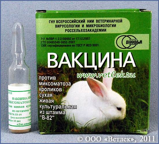 Вакцина «раббивак v» для кроликов: описание, инструкция, отзывы