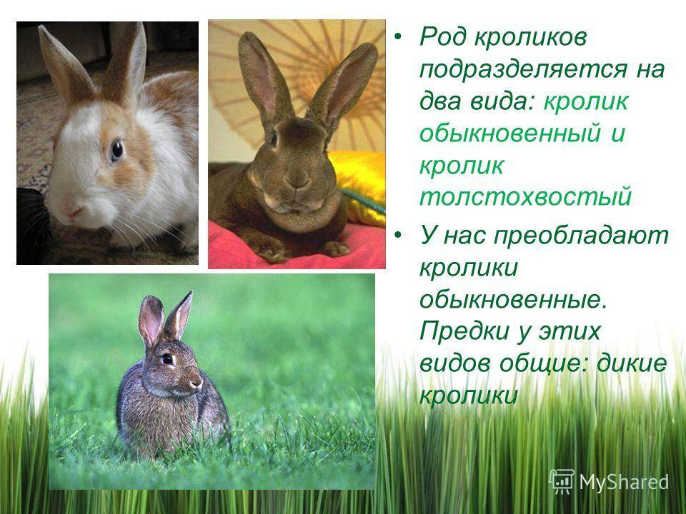 Чем заяц отличается от кролика? гибрид зайца и кролика. миф или реальность?