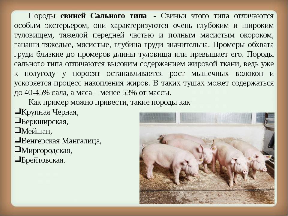 Крупная белая — свиноводство -> породы свиней