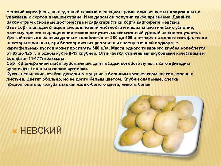 Сорт картофеля невский, семенной картофель невский, описание сорта картофеля невский |
