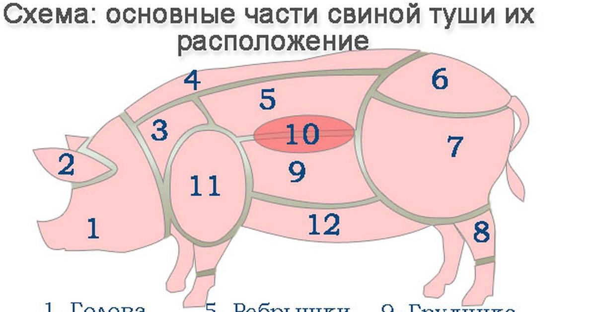 Разделка свиной туши - схема как правильно разделать свинью и названия частей туширазделка свиной туши — подробное описание процесса и частей