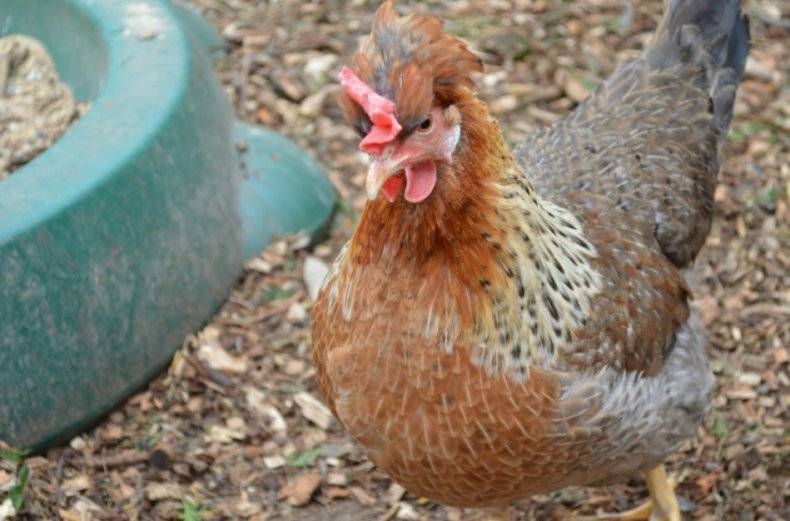 Хохлатые птицы легбар – порода кур, несущих голубые яйца