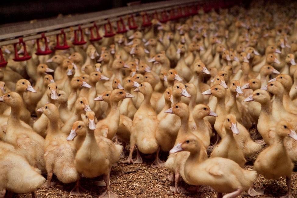 Производство куриного мяса и яиц как бизнес | cельхозпортал