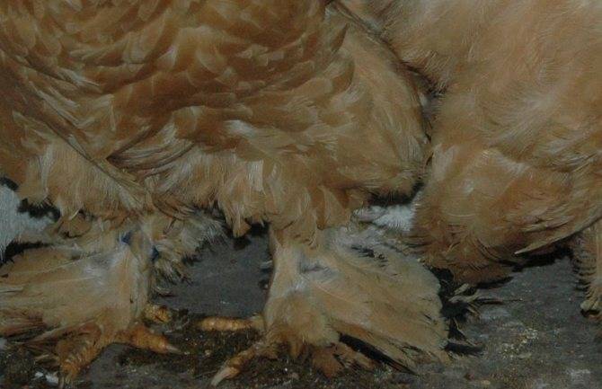 Птичий грипп у кур: симптомы, опасность заболевания