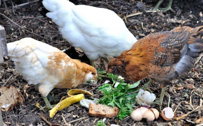 Куры перестали нести яйца — виноваты ни зима и не линька