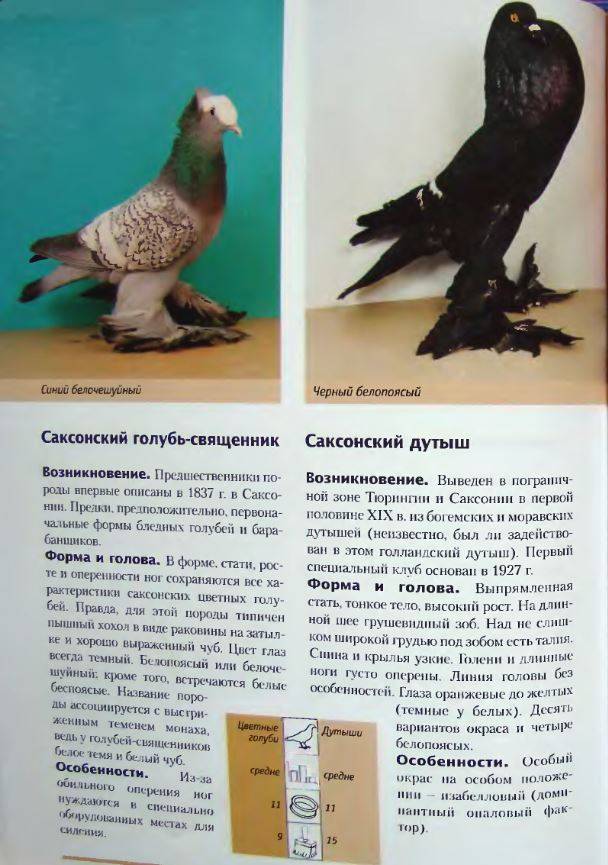 Порода голубей такла: происхождение, описание и содержание