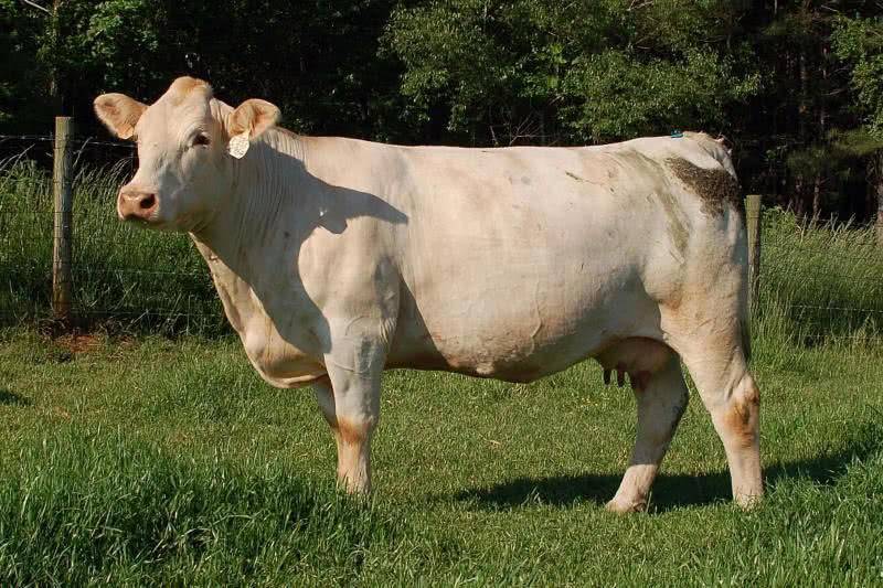 Порода коров шароле: характеристика, фото, достоинства и недостатки