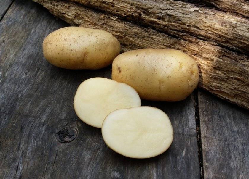 Сорт картофеля «удача» – описание и фото