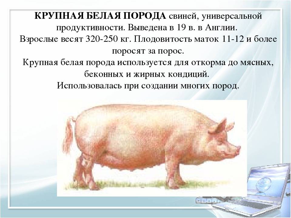 Крупная черная свинья: описание, характеристики и фото породы