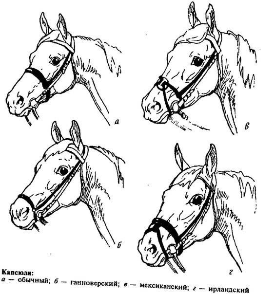 Уздечка для лошади: виды, строение, схема как сделать своими руками + фото