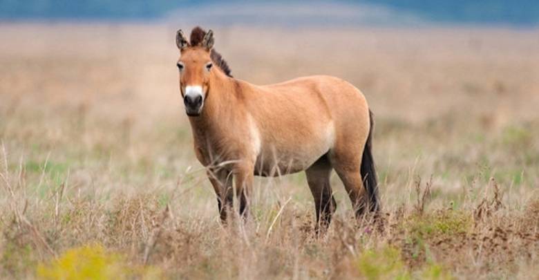 Лошадь пржевальского. описание, особенности, виды, образ жизни и среда обитания животного