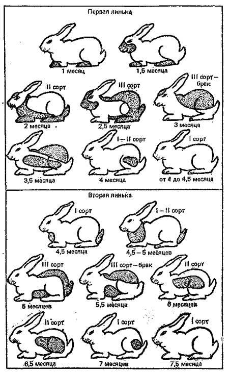Определить возраст кролика должен уметь каждый заводчик