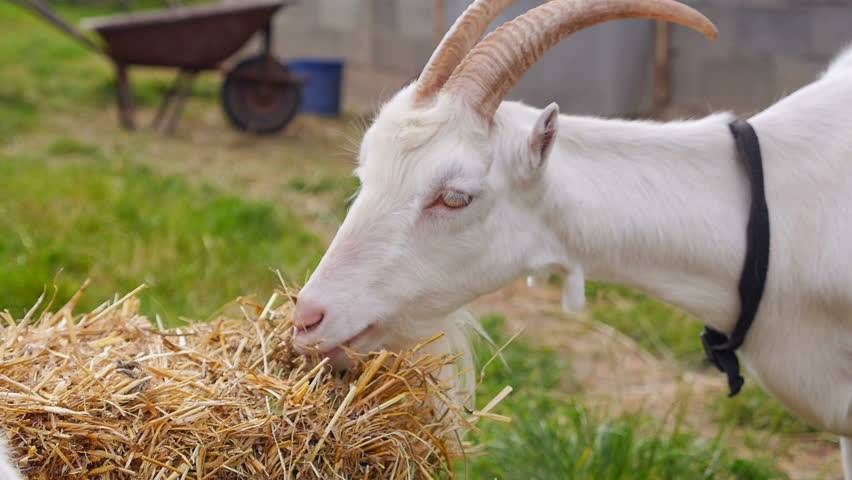 Правила и топ-3 метода проведения спаривания коз, в каком возрасте допустимо