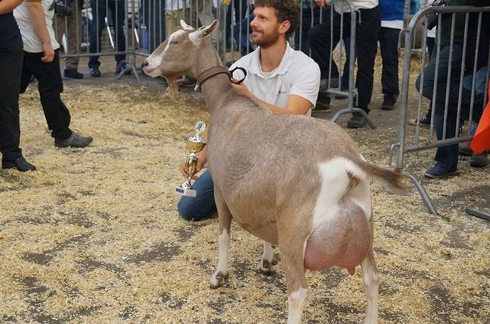 Тоггенбургская порода коз: разведение, кормление и уход