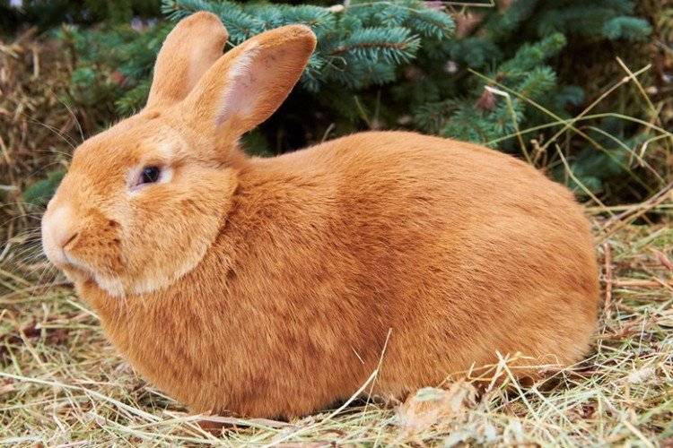Бургундский кролик характеристики породы - oozoo.ru