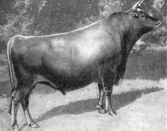 Джерсейская порода коров: описание, продуктивность, условия содержания