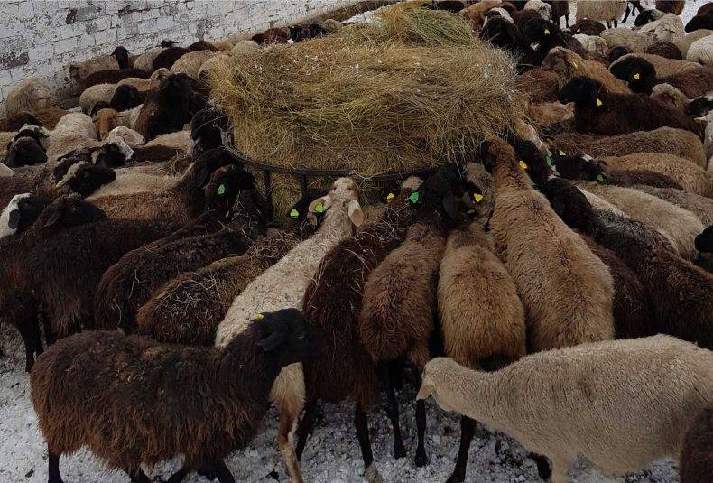 Содержание овец в зимний период: чем кормить и как ухаживать?