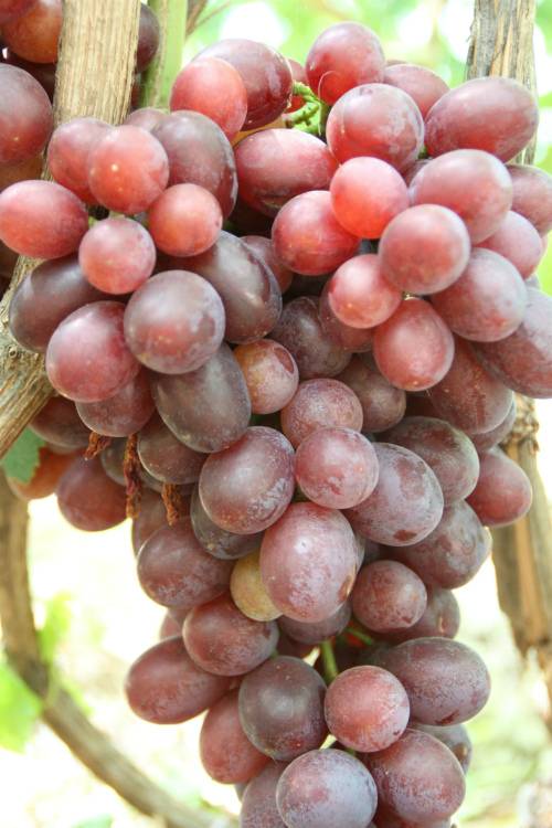 Виноград сорта анюта