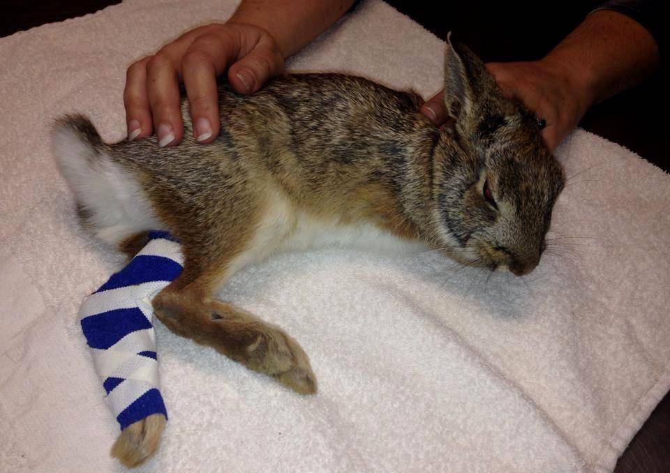 У кролика отказали задние лапы: причины и методы лечения, профилактика