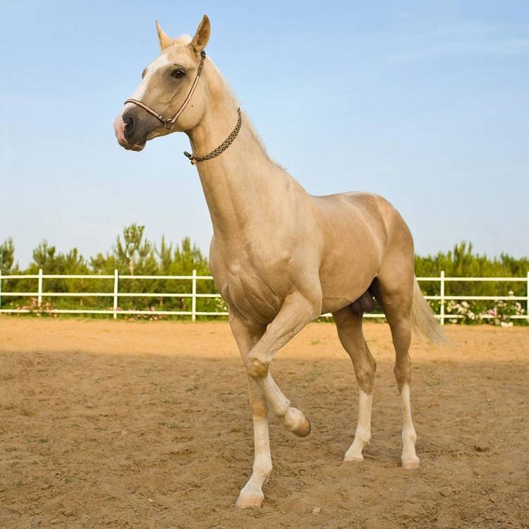 Конь за $130 млн или топ 10 самых дорогих лошадей мира