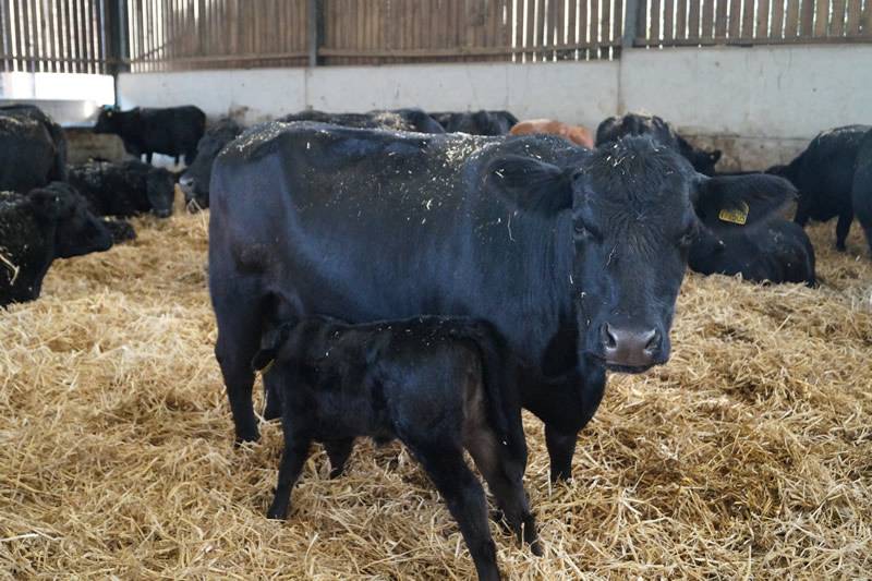 Абердин-ангусская порода коров и бычков крс: описание, продуктивность