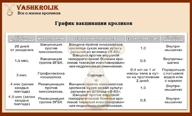 ᐉ комплексная вакцина для кроликов и их прививка - zooon.ru
