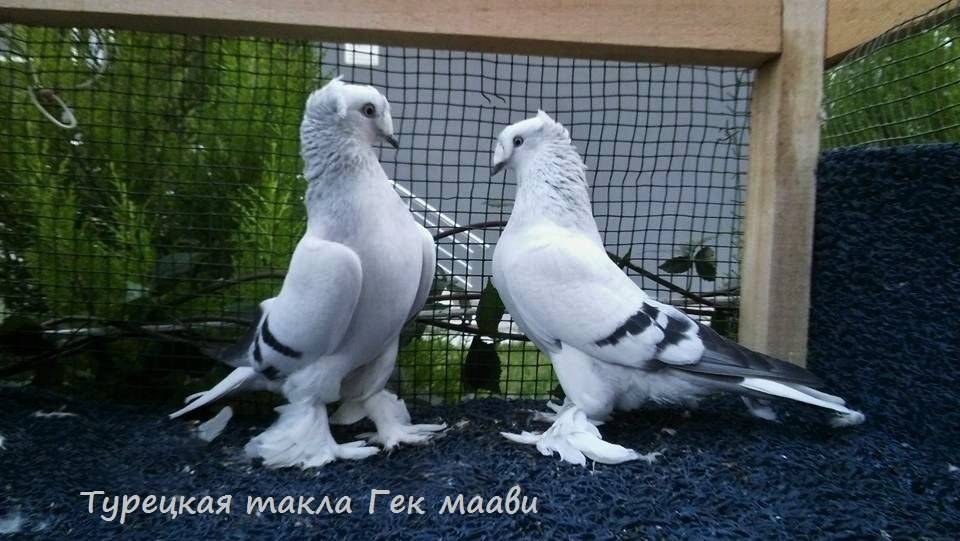 Такла: турецкие бойные голуби