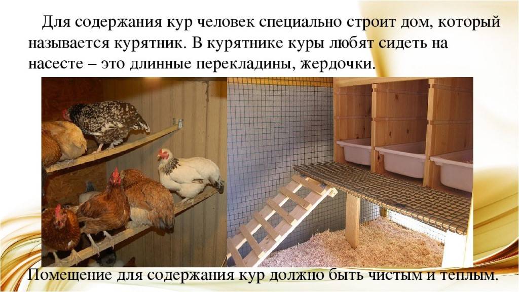 Важные нюансы при подготовке курятника к зиме | fermers.ru