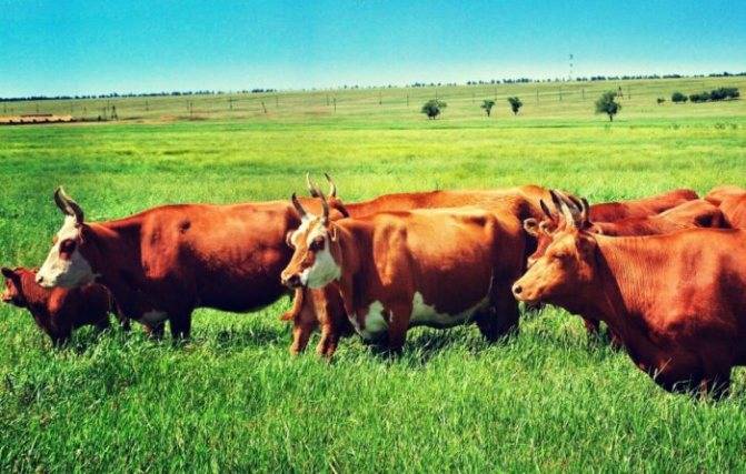 Калмыцкая порода коров — описание, характеристика продуктивности, способы содержания и разведения