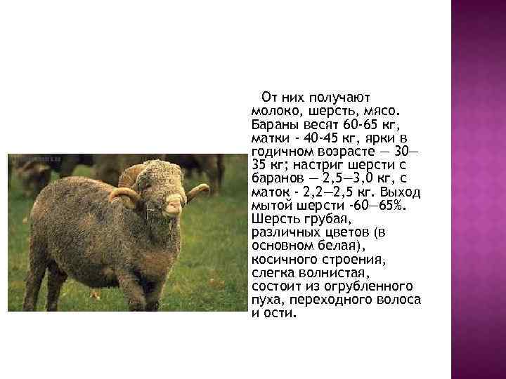 Особенности бараньего веса у овец различных пород