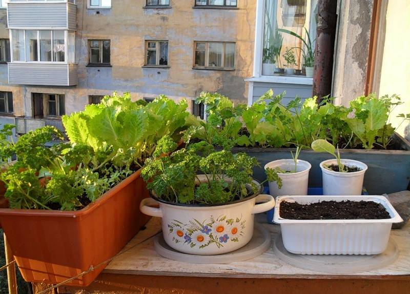 Какую зелень можно выращивать дома на подоконнике