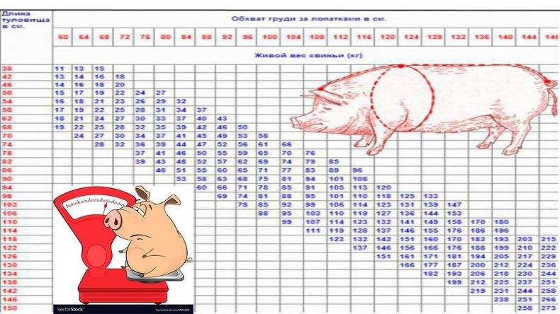 Сколько весит свинья: средний вес при забое, таблица замера, максимальный вес