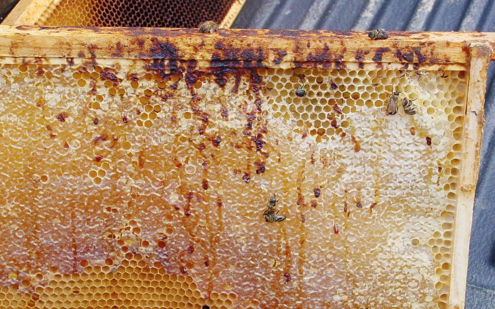 Как сделать так, чтобы нозематоз перестал губить пчел